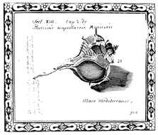 Image of Bolinus Pusch 1837