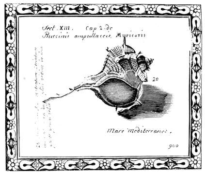 Image of Bolinus Pusch 1837