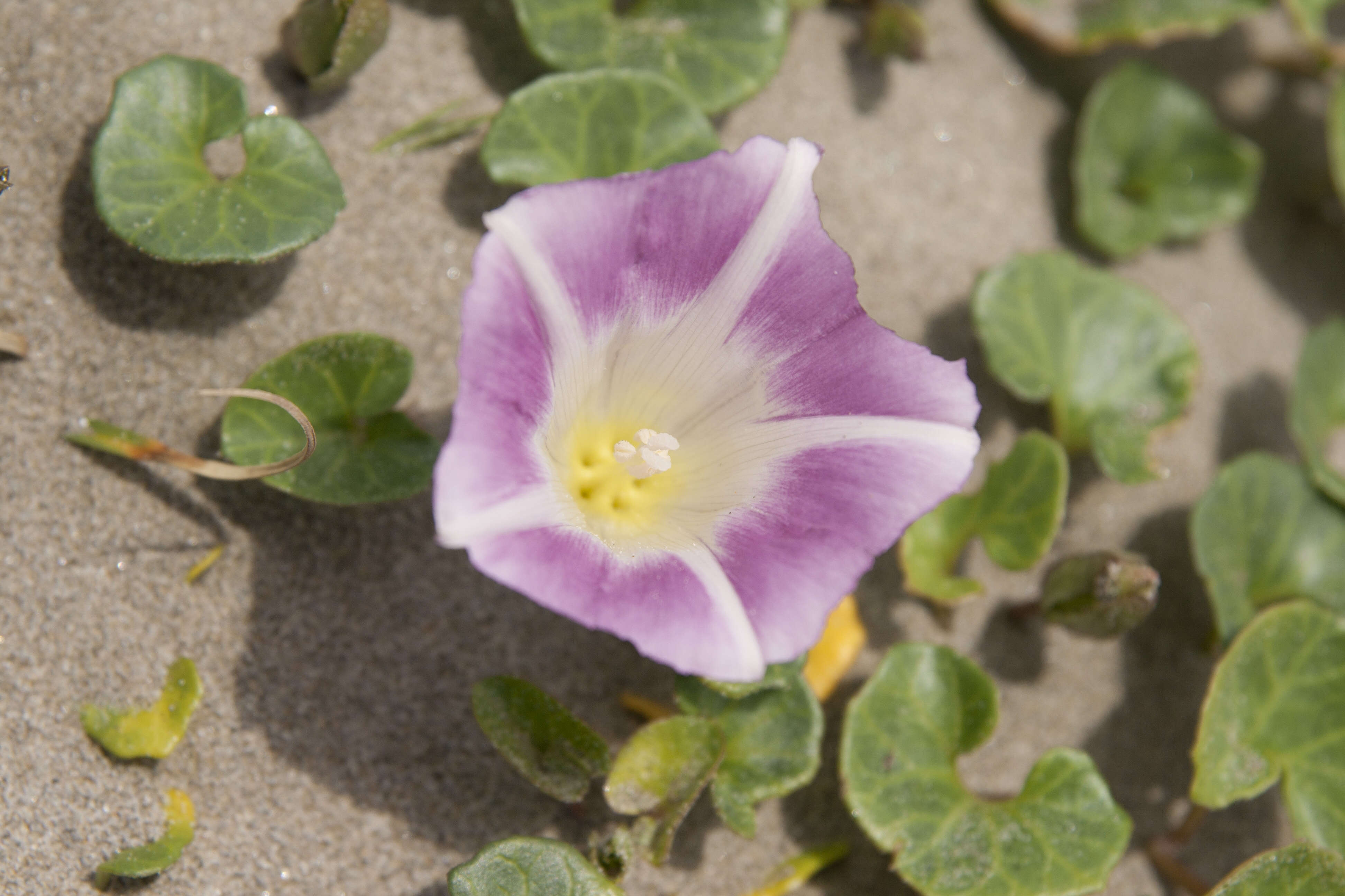 Plancia ëd Calystegia soldanella (L.) R. Br.