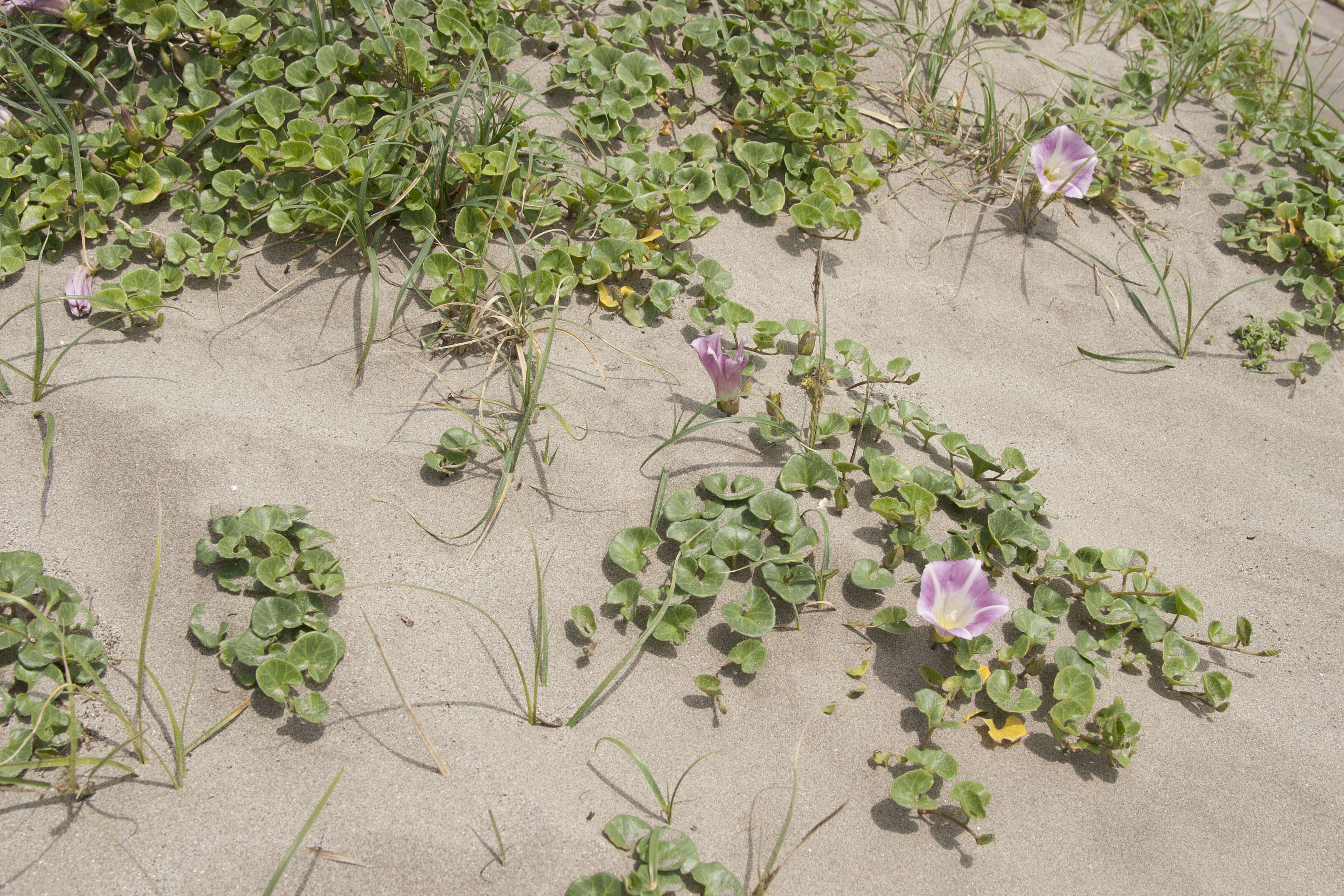 Plancia ëd Calystegia soldanella (L.) R. Br.