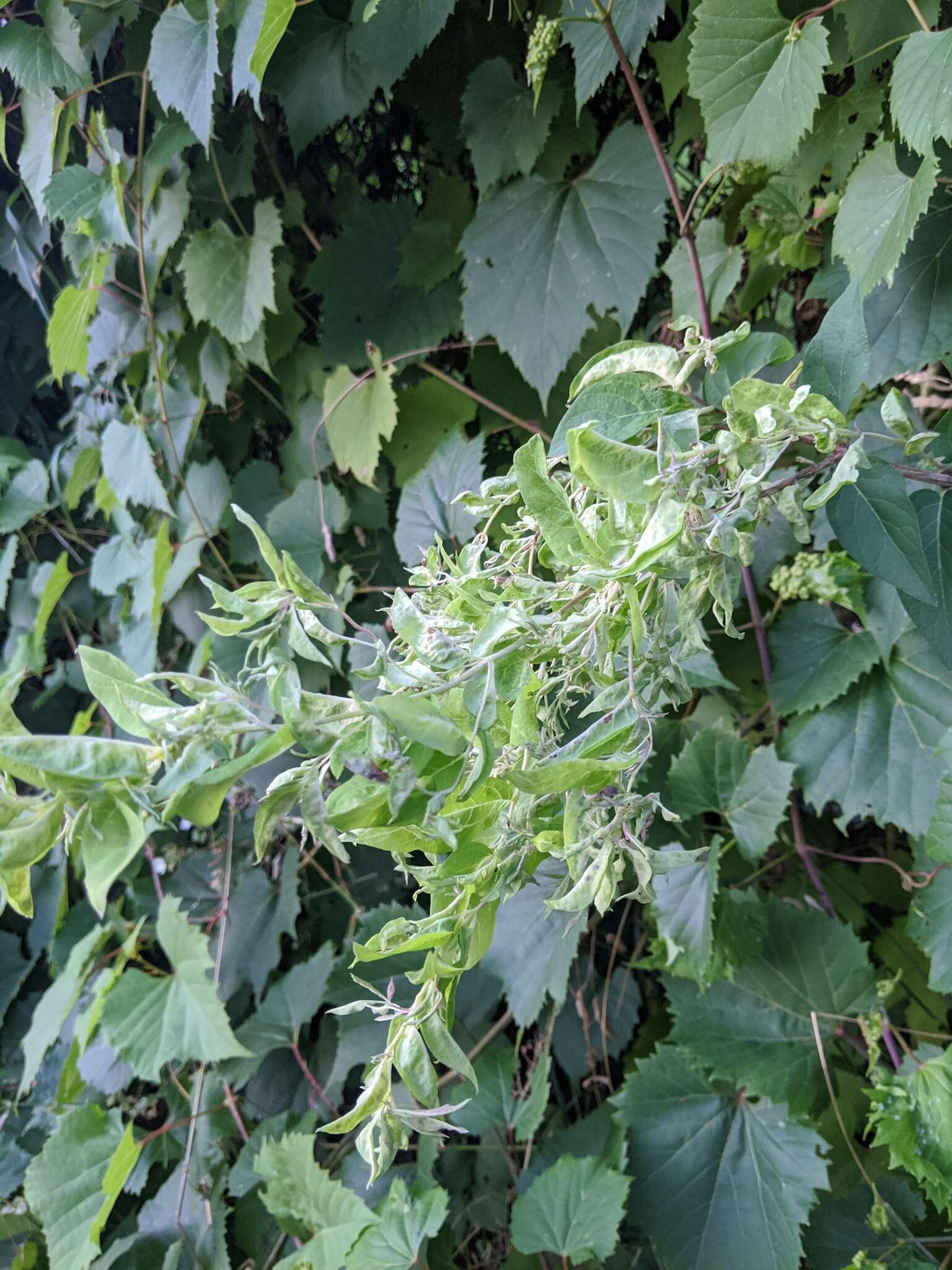 Image of Honeysuckle witches' broom aphid