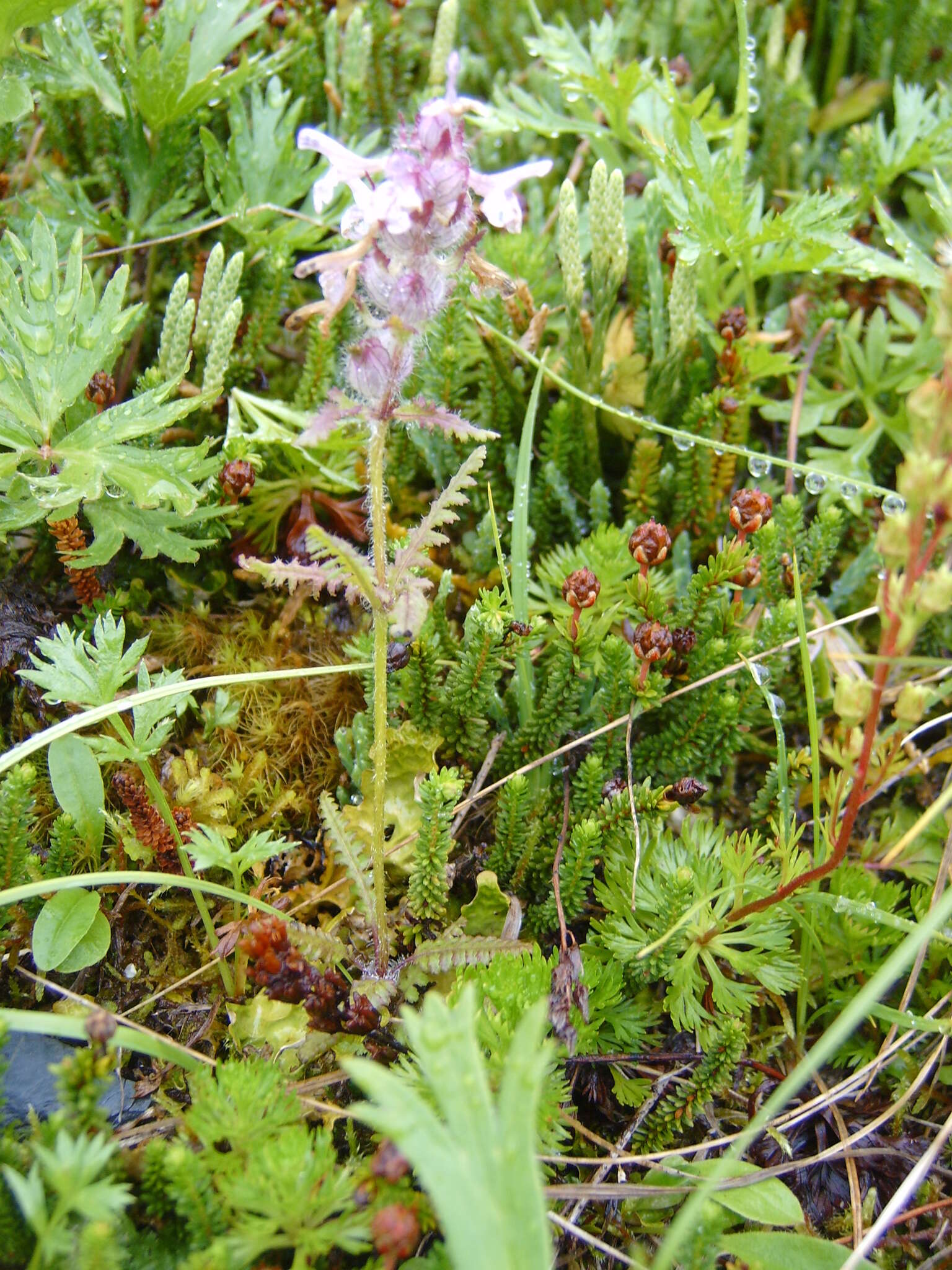 Image of whorled lousewort