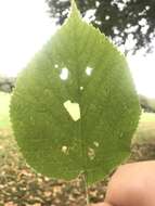 Image of Stigmella argentifasciella (Braun 1912) Newton et al. 1982