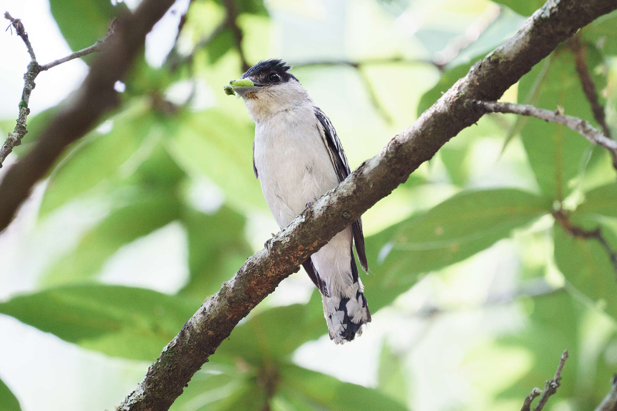 Image of Gray-collared Becard