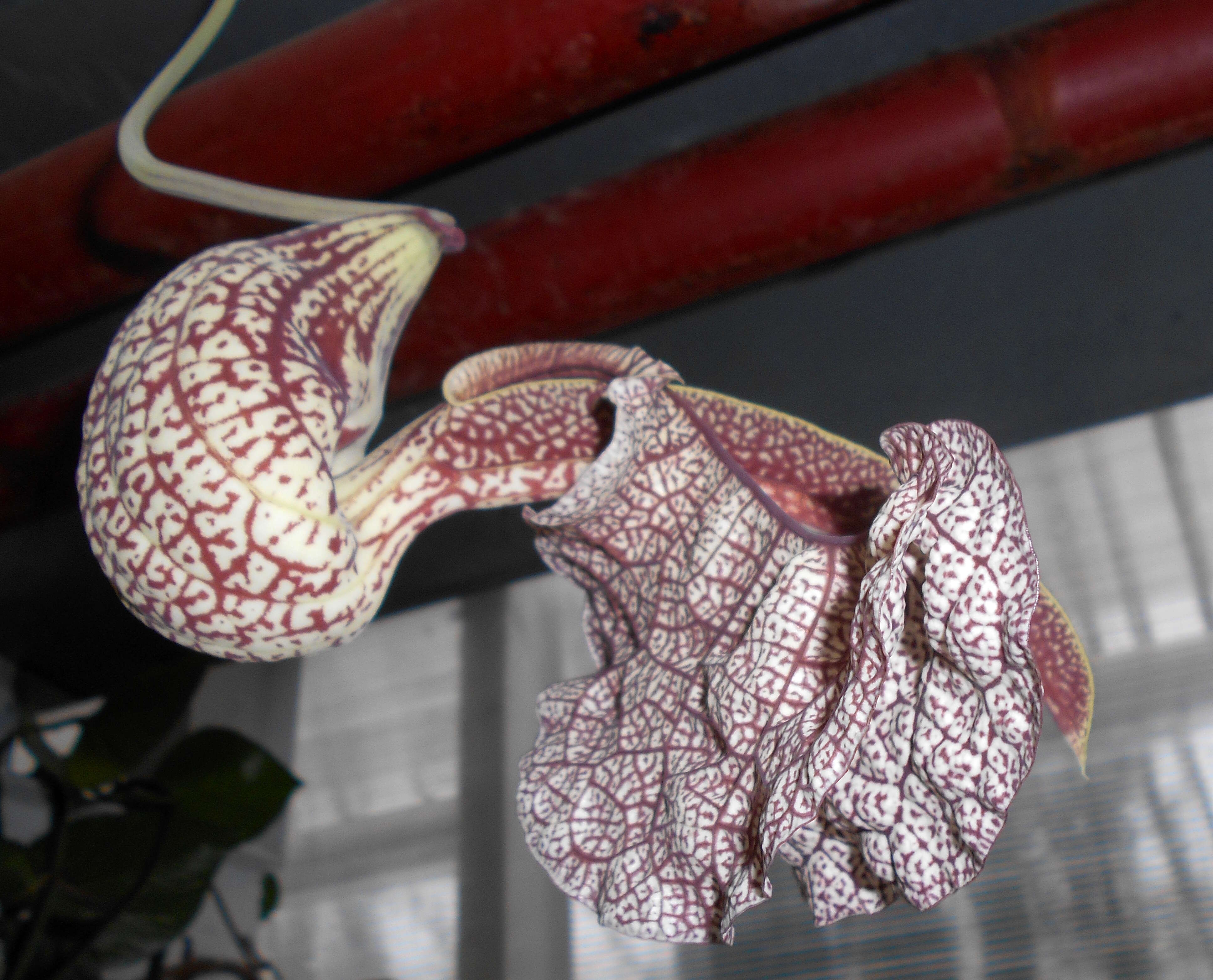 Plancia ëd Aristolochia labiata Willd.