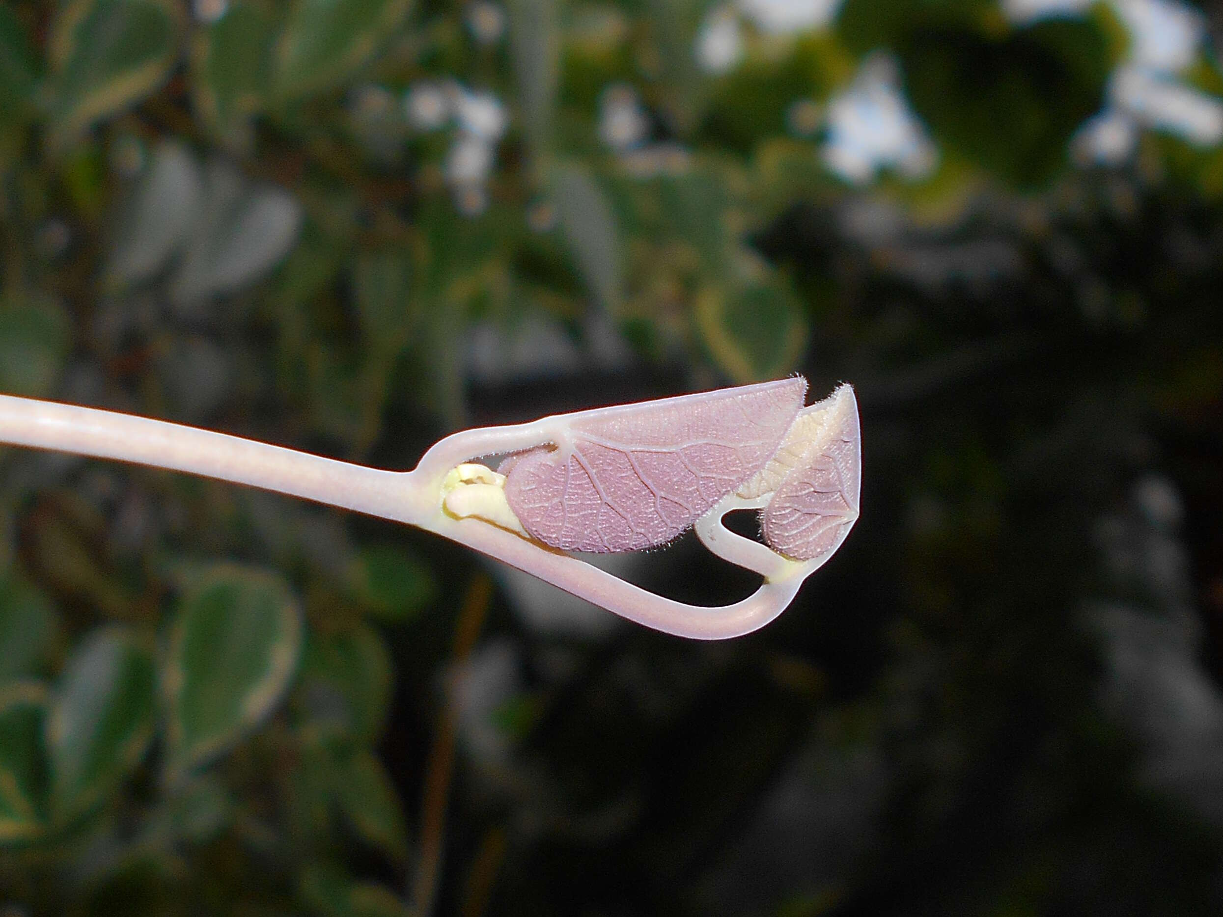 Plancia ëd Aristolochia labiata Willd.