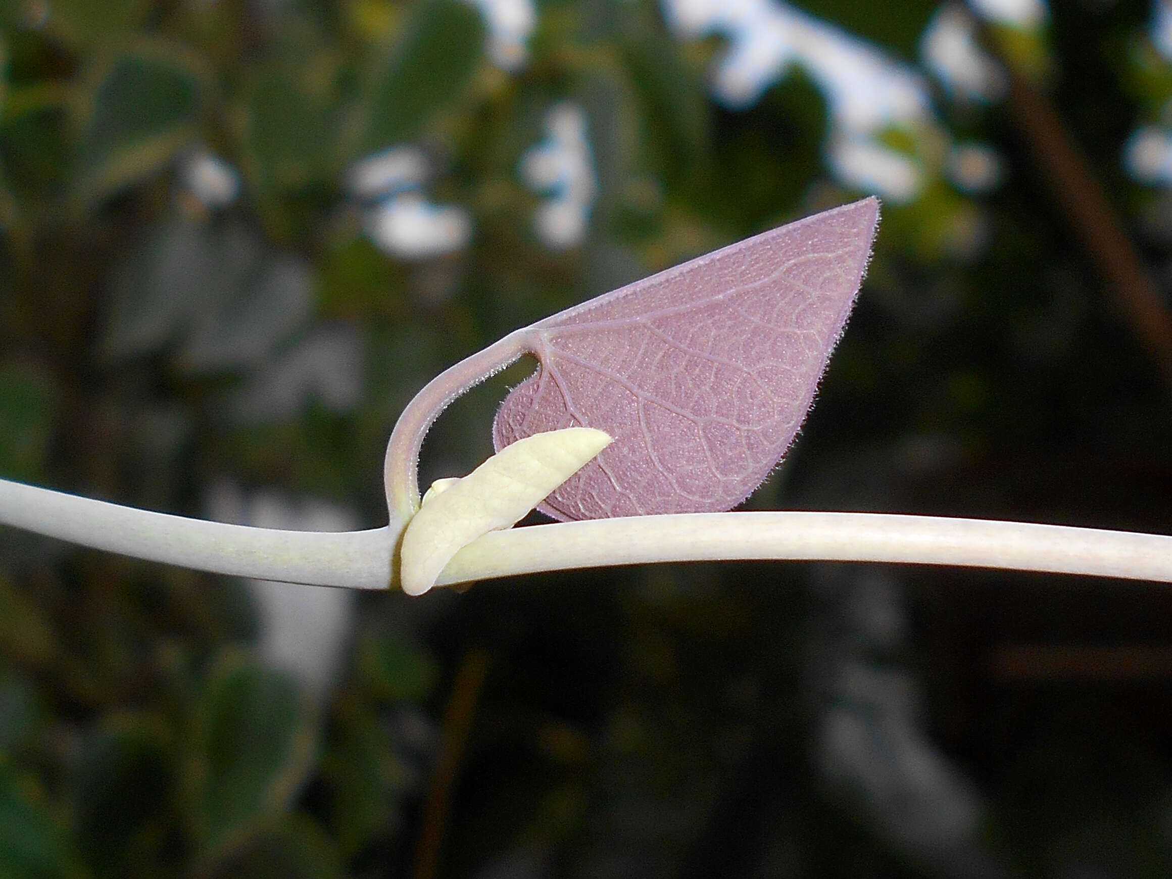 Plancia ëd Aristolochia labiata Willd.