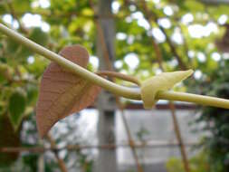 Plancia ëd Aristolochia labiata Willd.