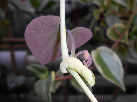 Plancia ëd Aristolochia labiata Willd.