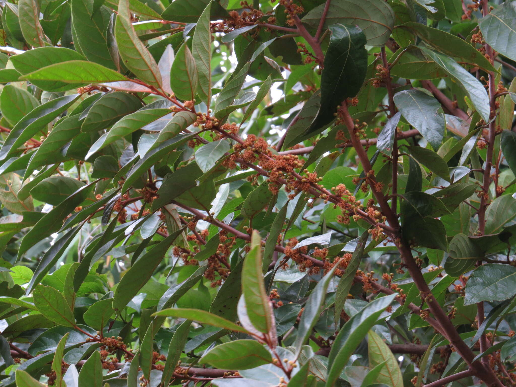 Image de Litsea breviumbellata C. K. Allen