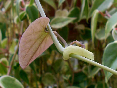 Plancia ëd Aristolochia labiata Willd.