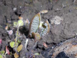 Image of common milkweed