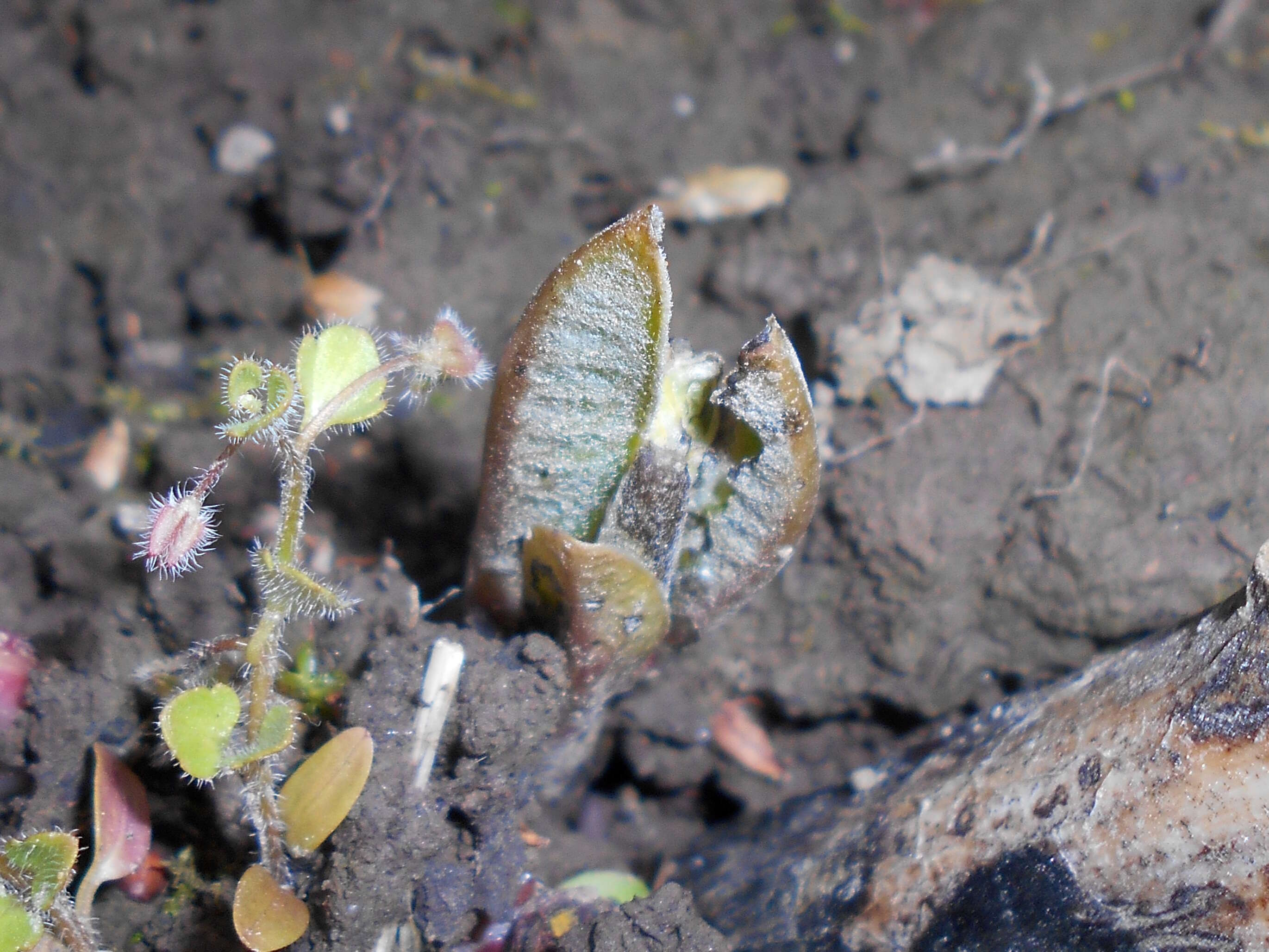 Image of common milkweed