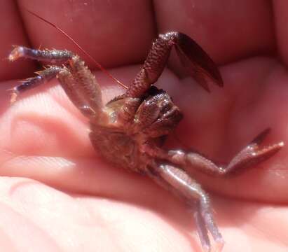 صورة Petrocheles australiensis (Miers 1876)