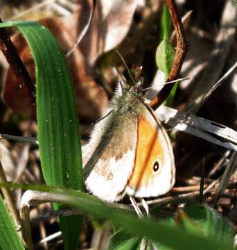 Image of small heath