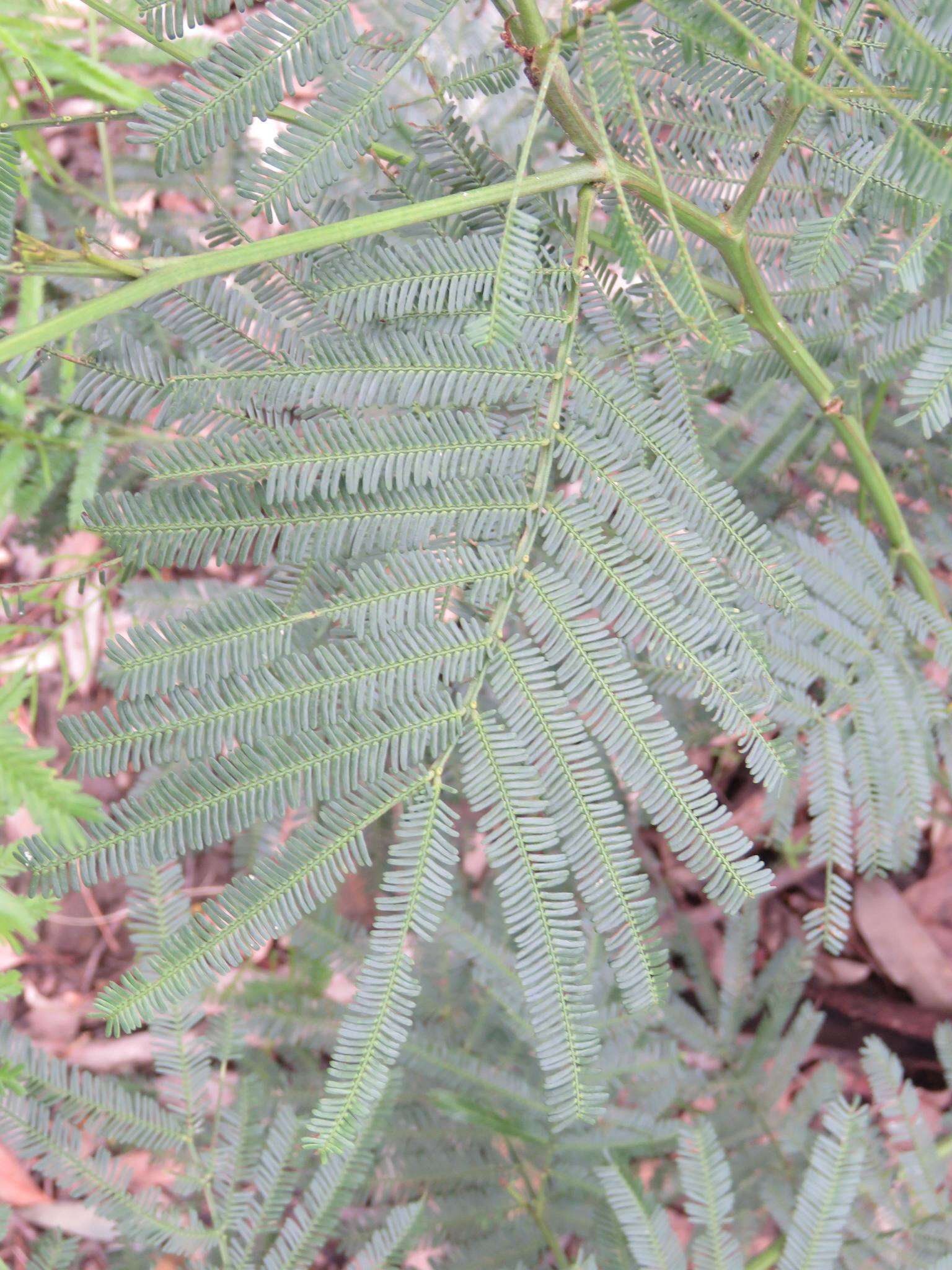 Acacia parramattensis Tindale的圖片