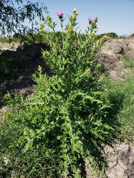 Image of Cirsium rhaphilepis (Hemsl.) Petr.