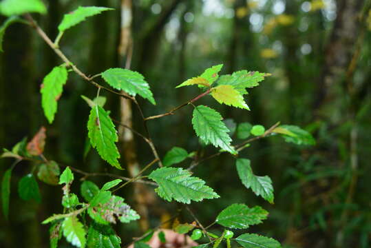 Plancia ëd Docyniopsis doumeri (Bois)