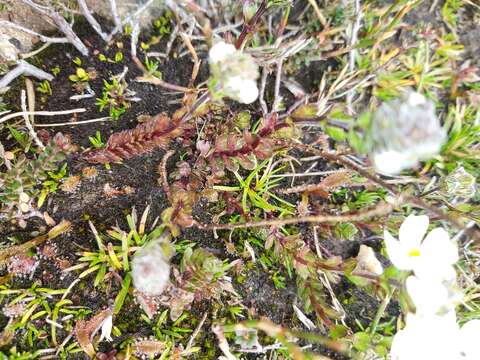 Image of Euphrasia collina subsp. glacialis W. R. Barker