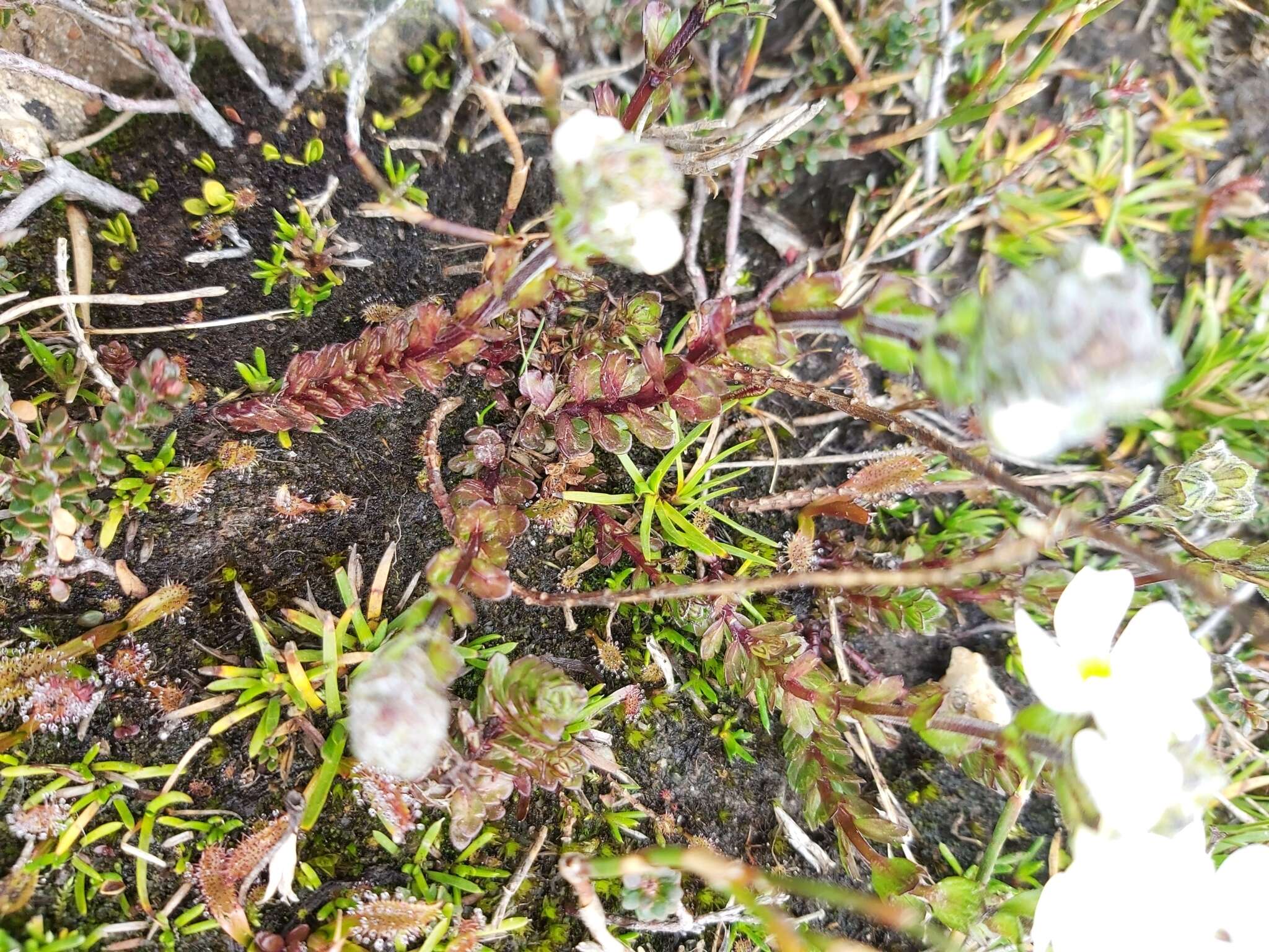 Imagem de Euphrasia collina subsp. glacialis W. R. Barker