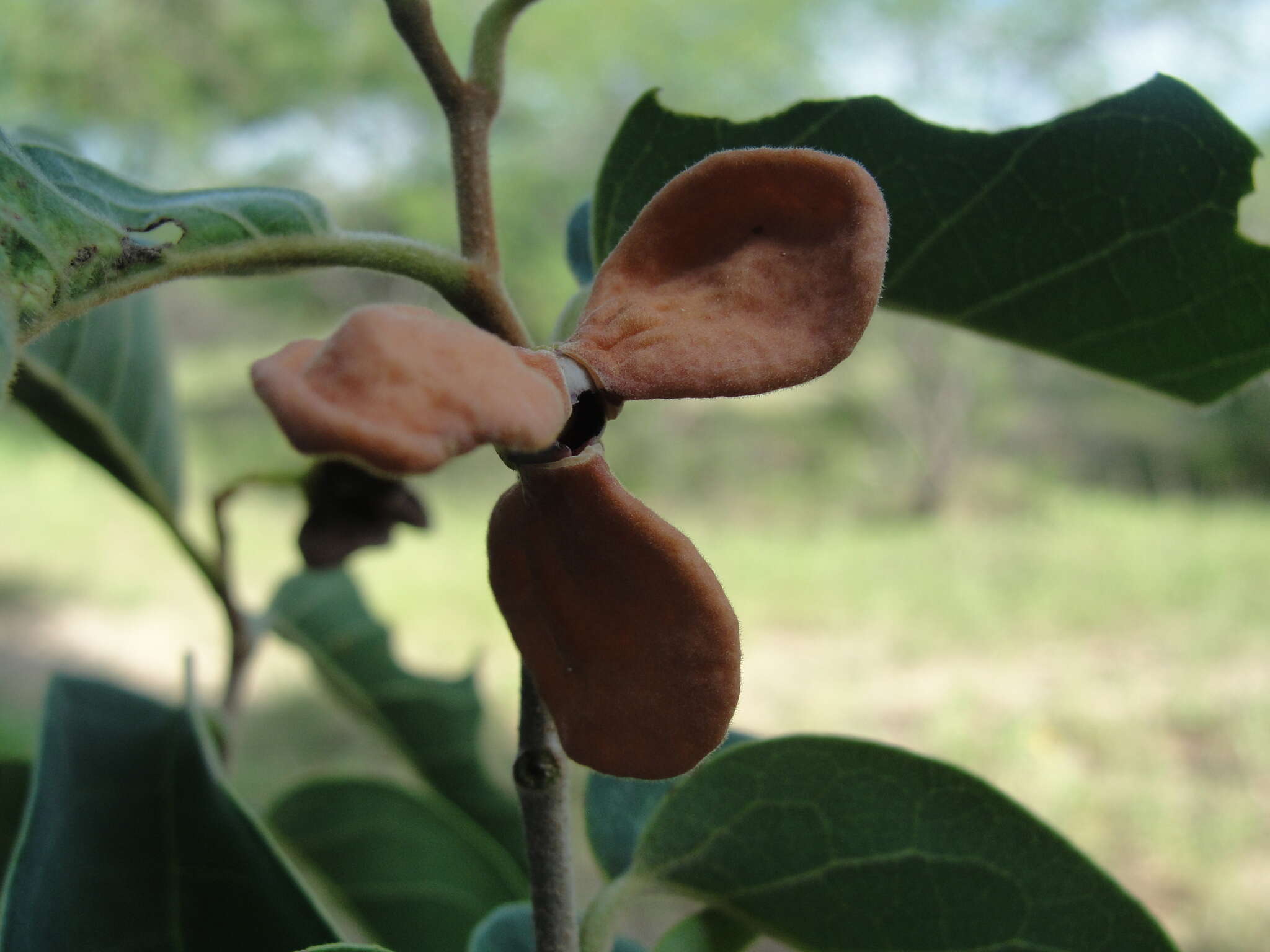 Слика од Annona leptopetala (R. E. Fr.) H. Rainer