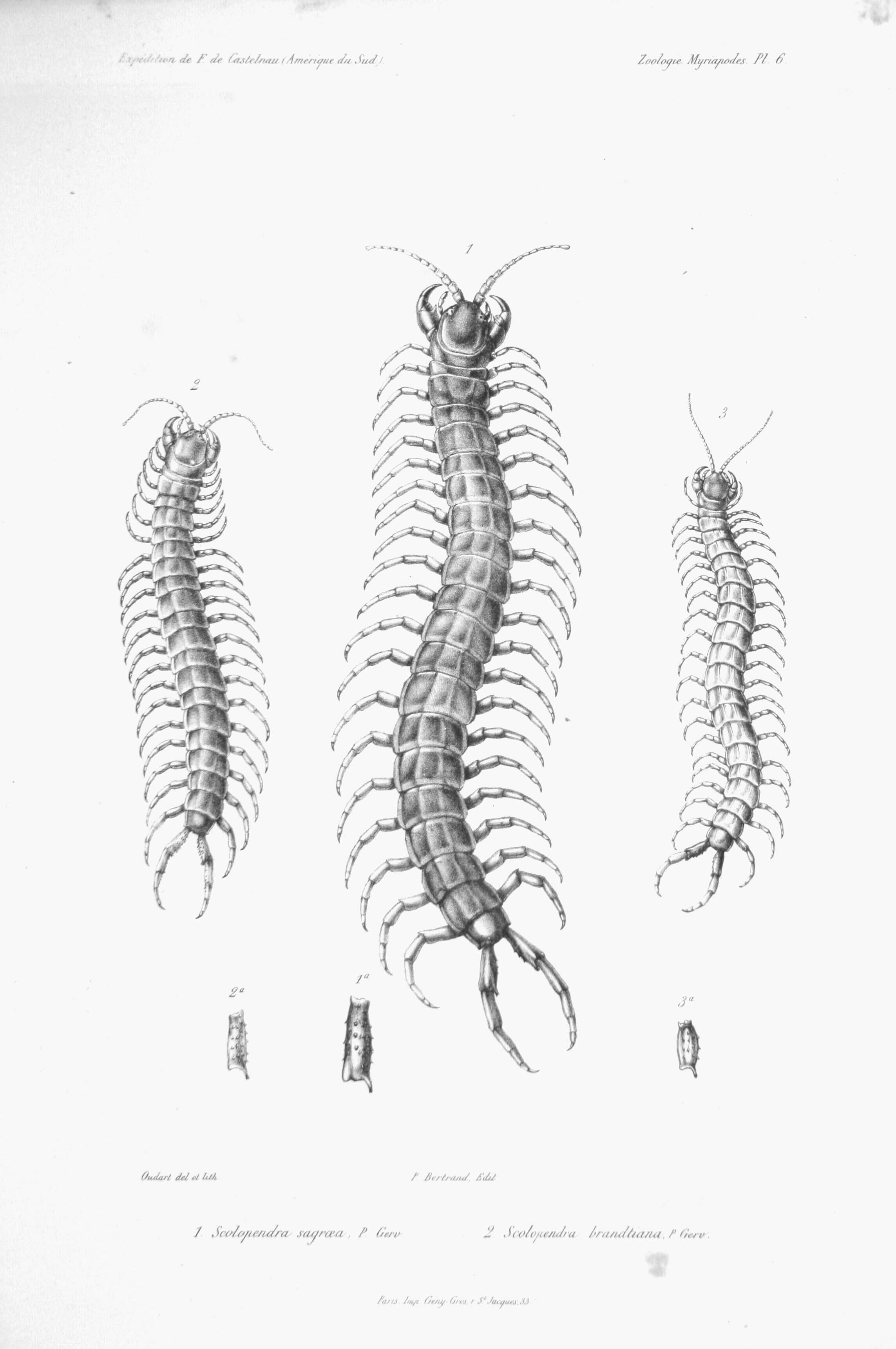 Image of red-headed centipede