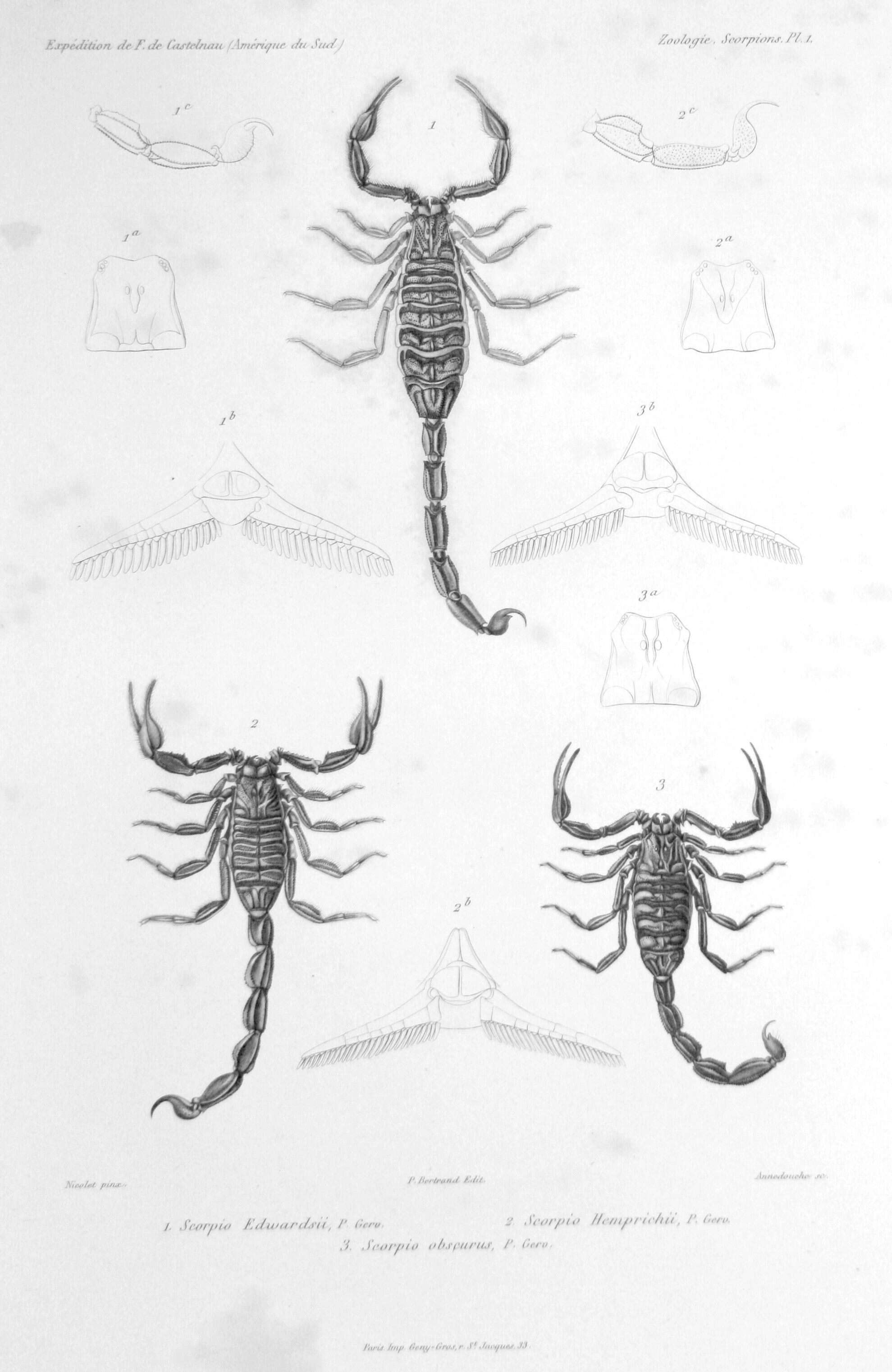 Image of Rhopalurus junceus (Herbst 1800)