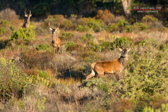 Слика од Cervus elaphus corsicanus Erxleben 1777