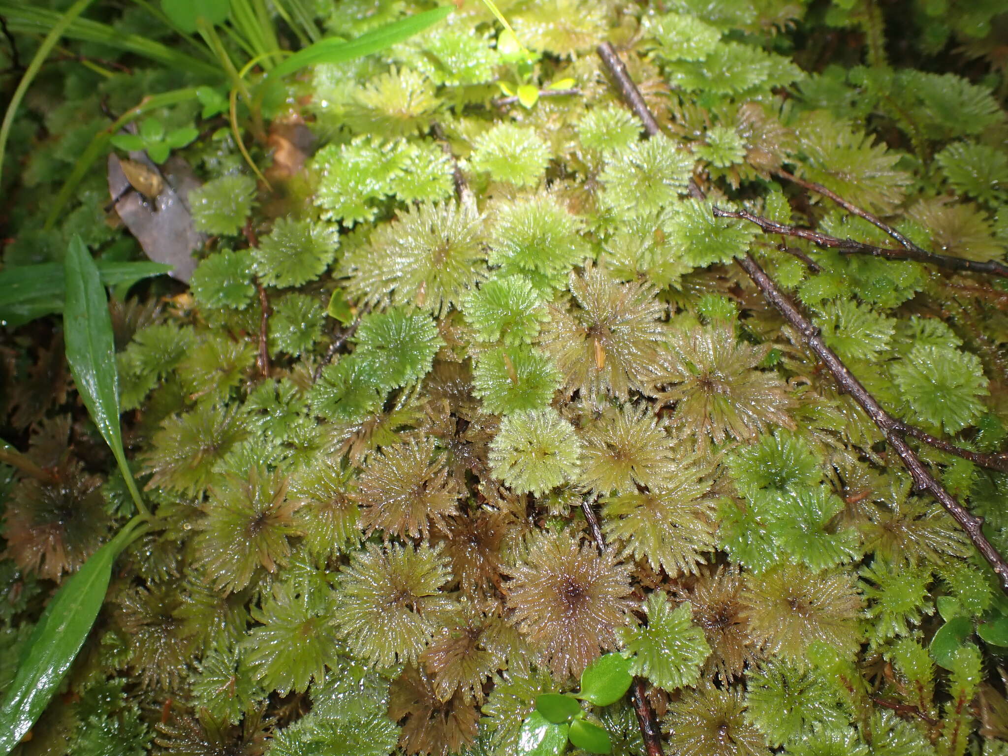 Image of Canalohypopterygium tamariscinum Kruijer 1995