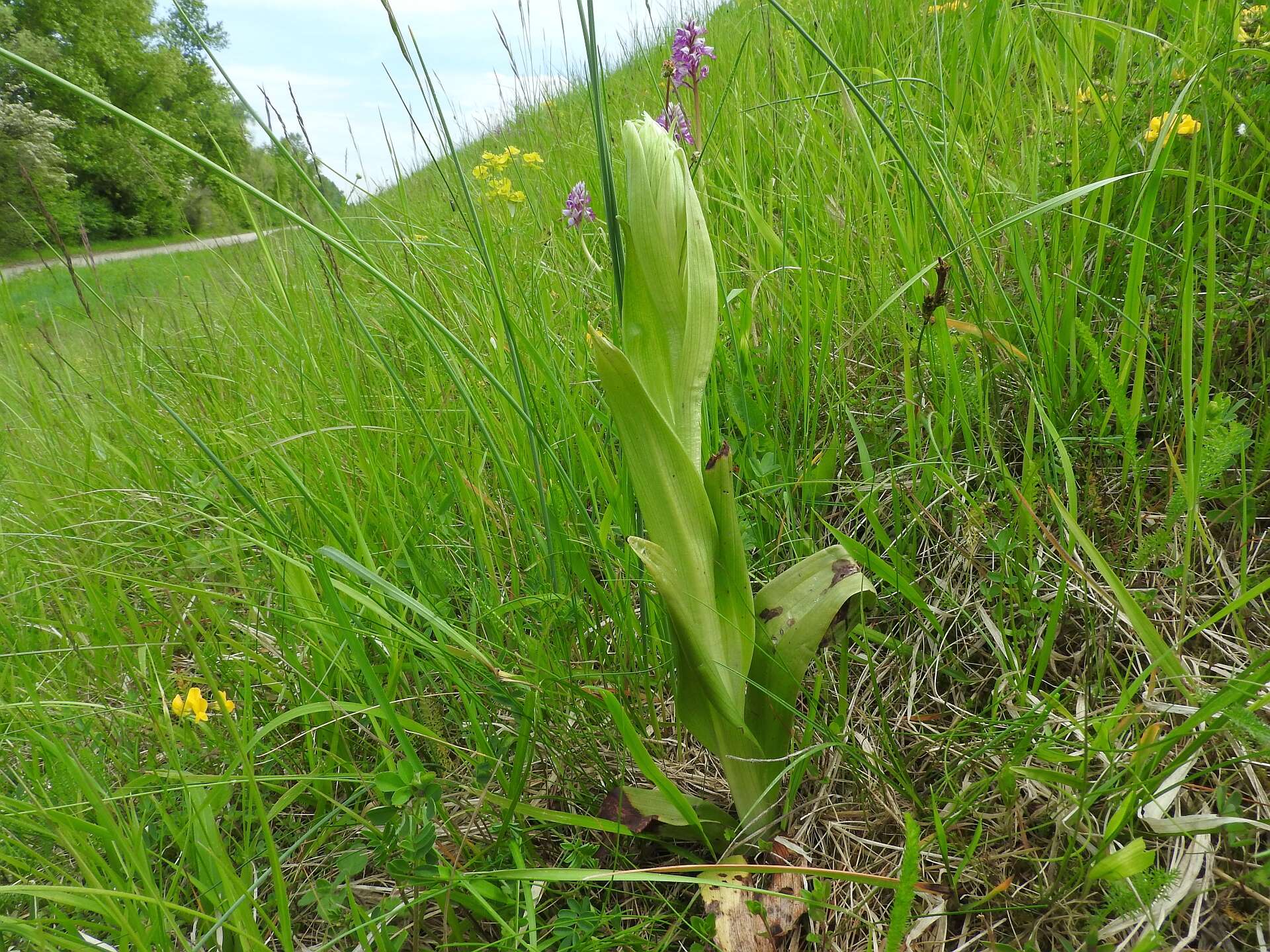 Himantoglossum hircinum (L.) Spreng. resmi