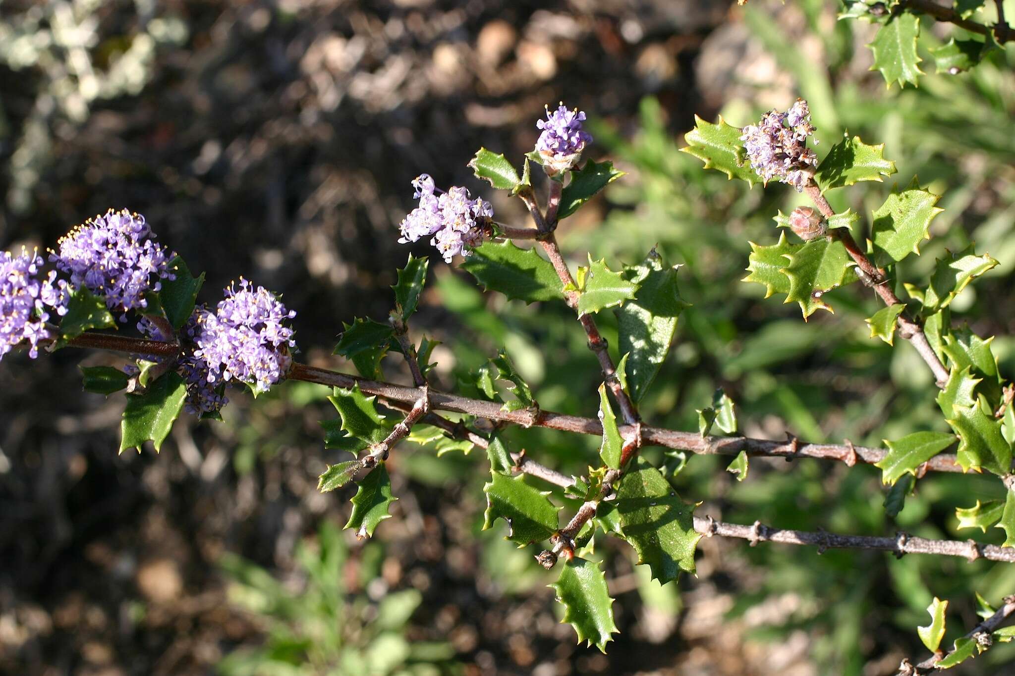 Image of Calistoga ceanothus