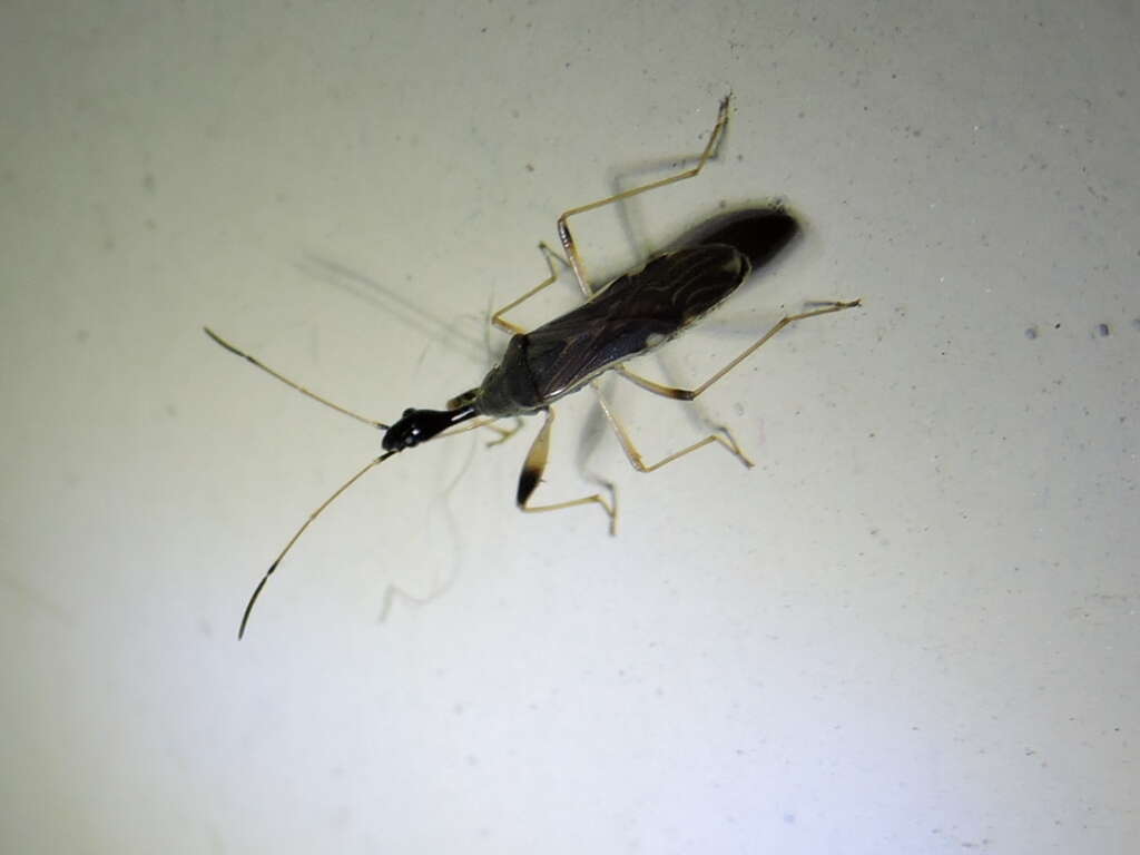 Image of Long-necked Seed Bugs