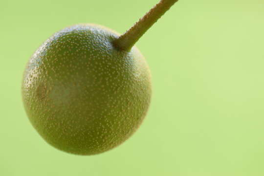 Plancia ëd Pyrus pyrifolia (Burm. fil.) Nakai