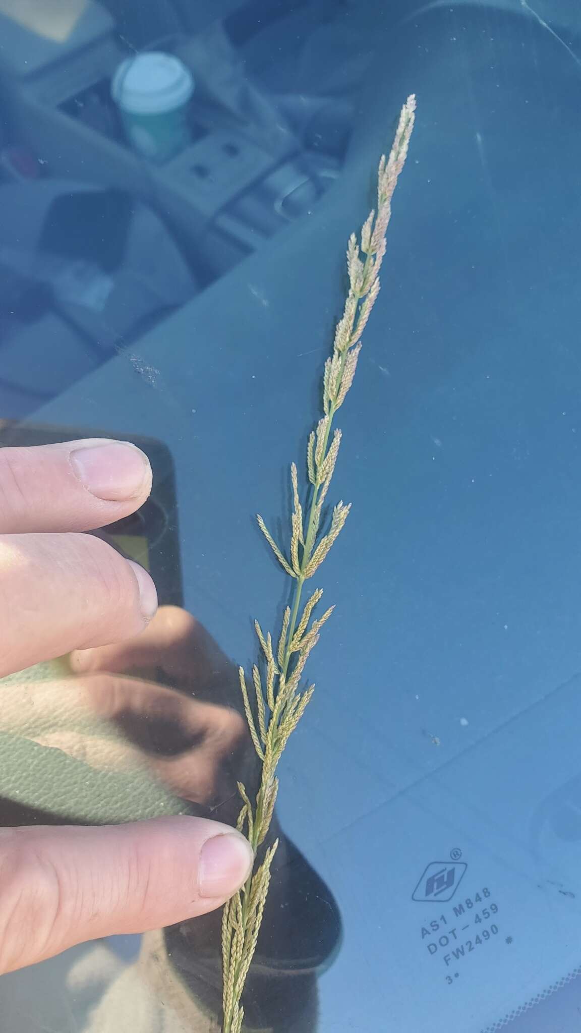 Image of Nealley's Viper Grass