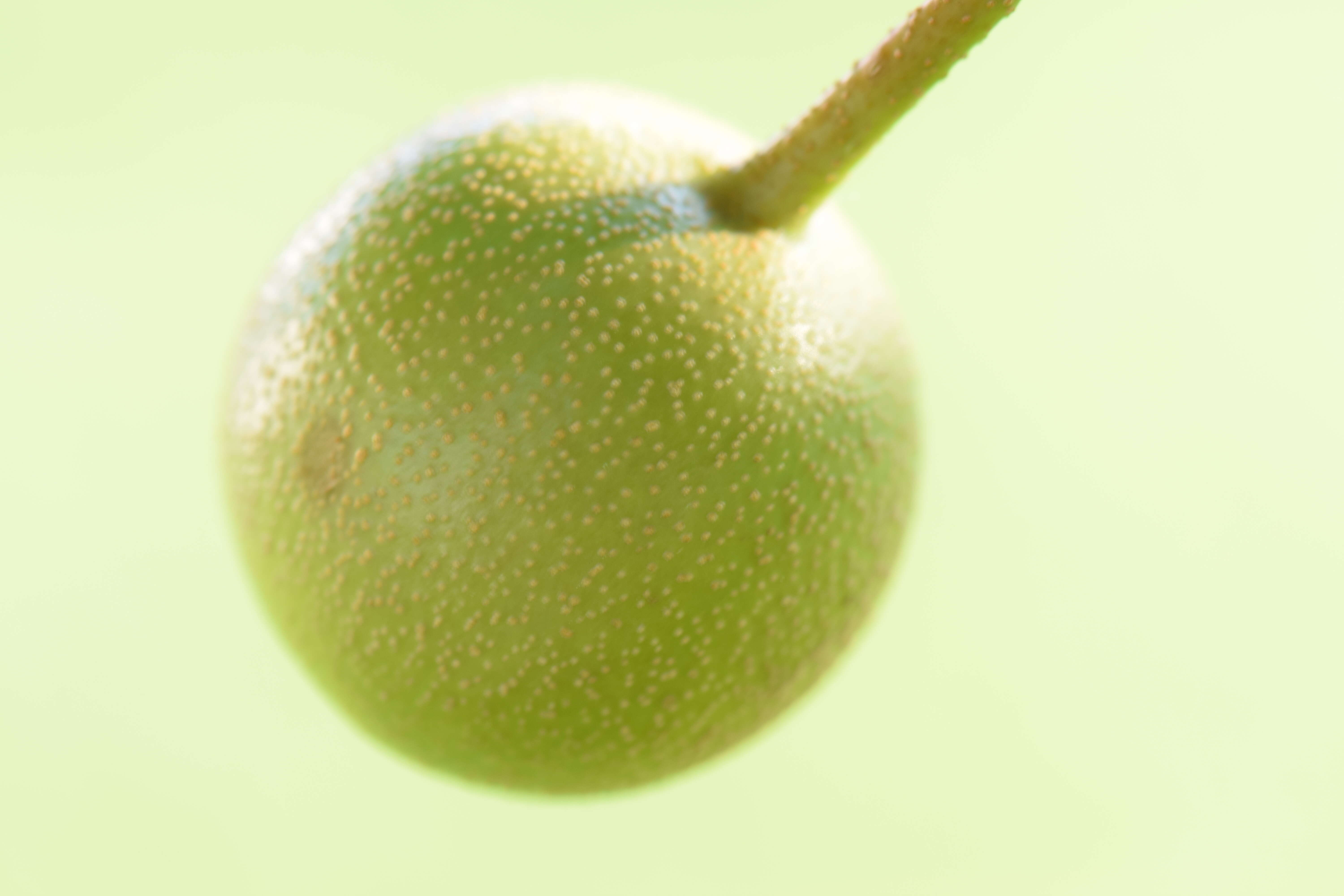 Image of Chinese pear