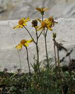 Jacobaea abrotanifolia subsp. abrotanifolia resmi