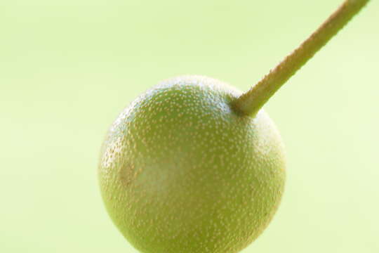 Image of Chinese pear