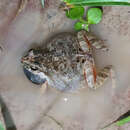 Image of Steindachner's dwarf frog