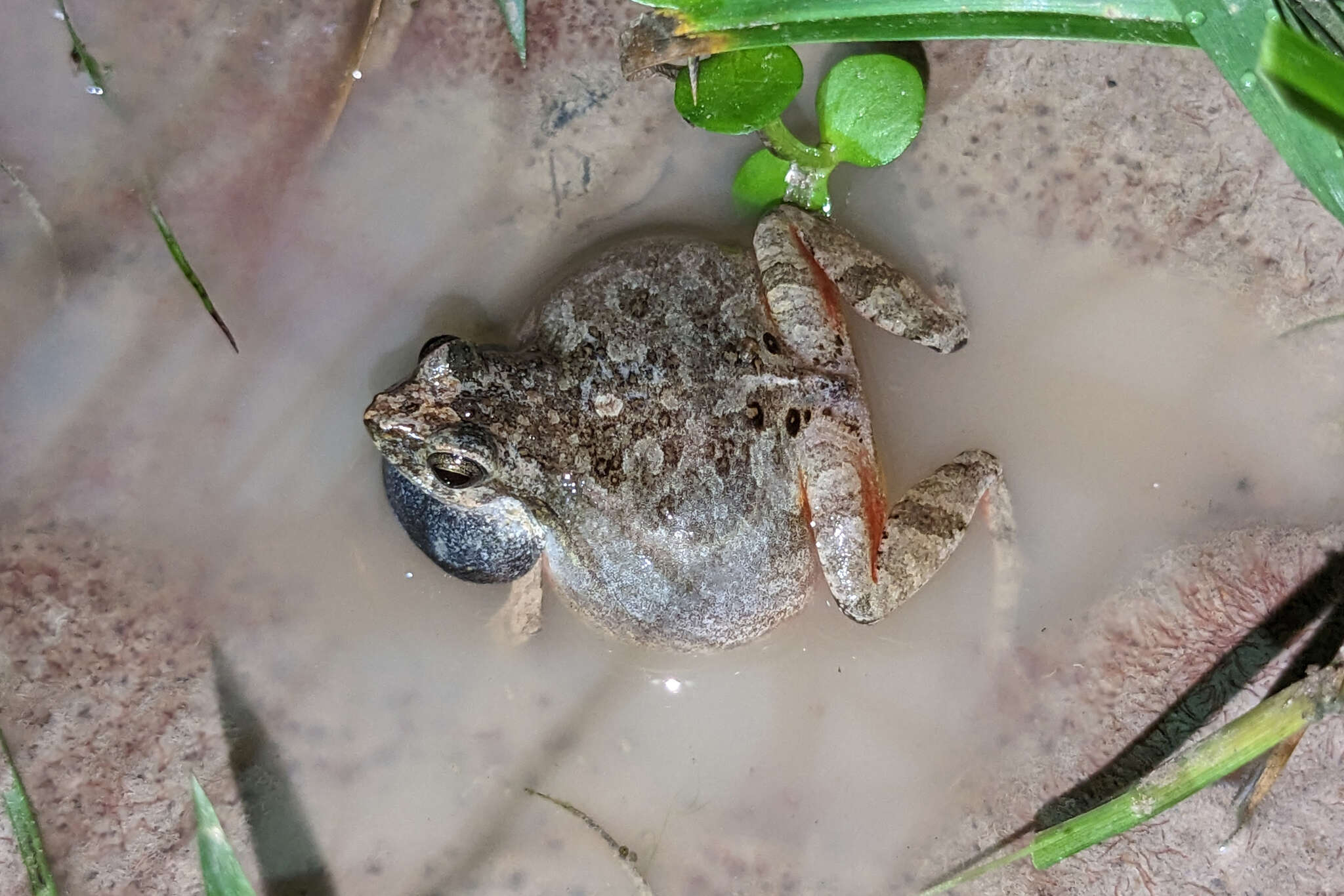 Image of Steindachner's dwarf frog