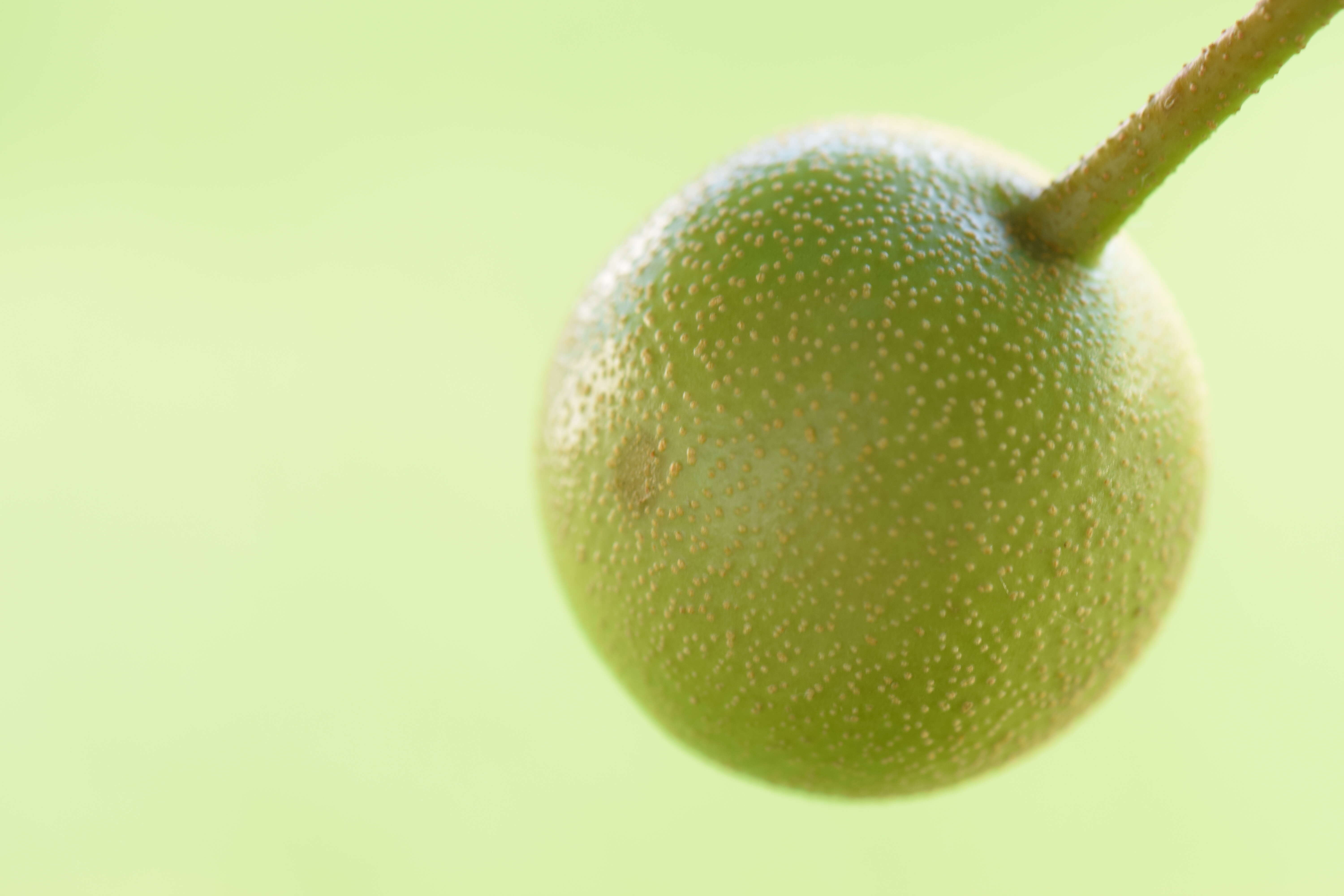 Image of Chinese pear