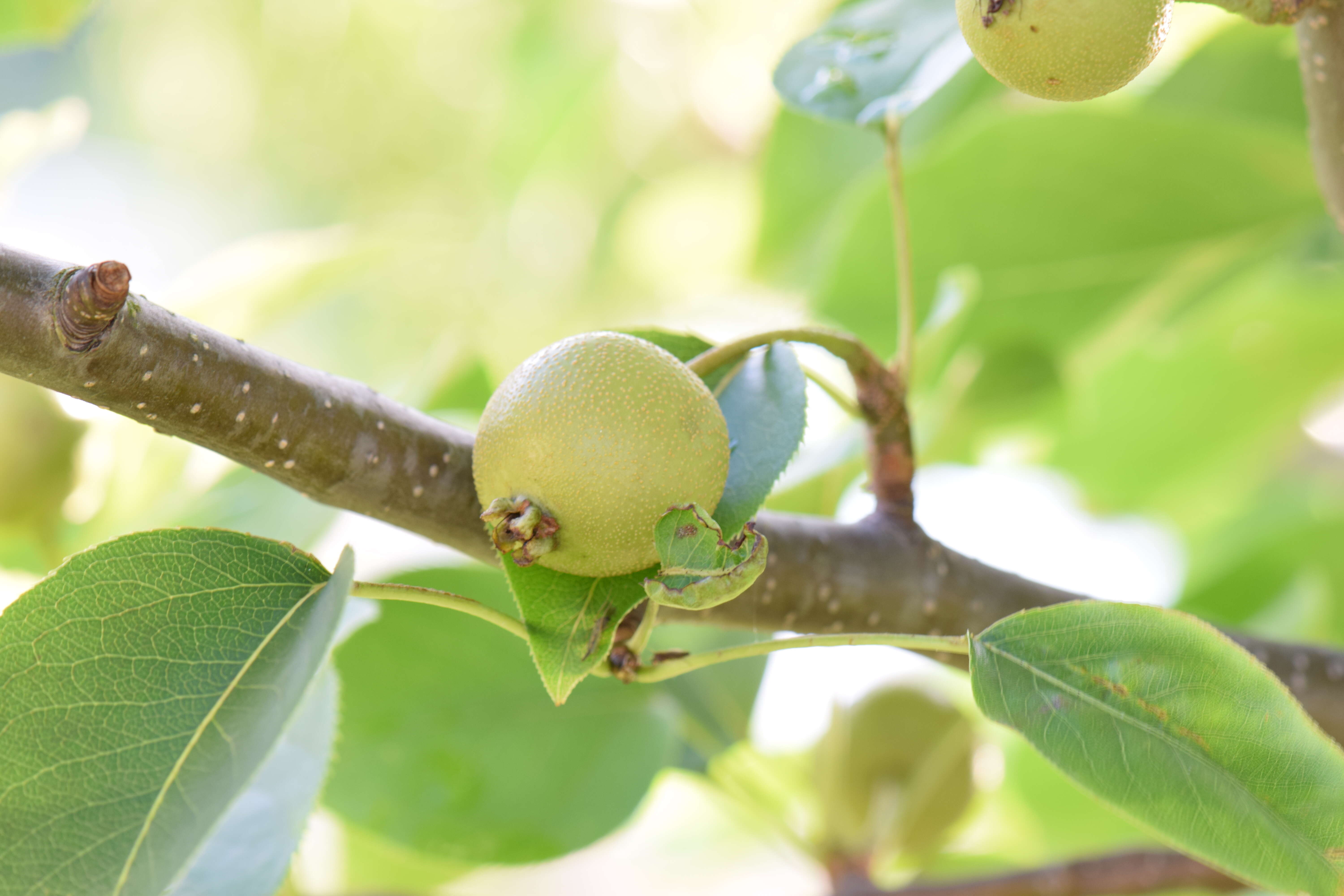 Image of Chinese pear