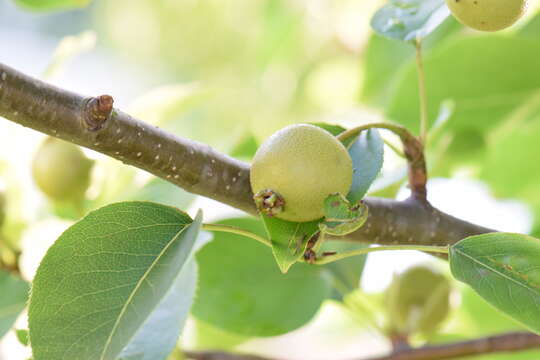 Plancia ëd Pyrus pyrifolia (Burm. fil.) Nakai