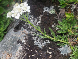 Achillea erba-rotta subsp. moschata (Wulfen) I. B. K. Richardson resmi