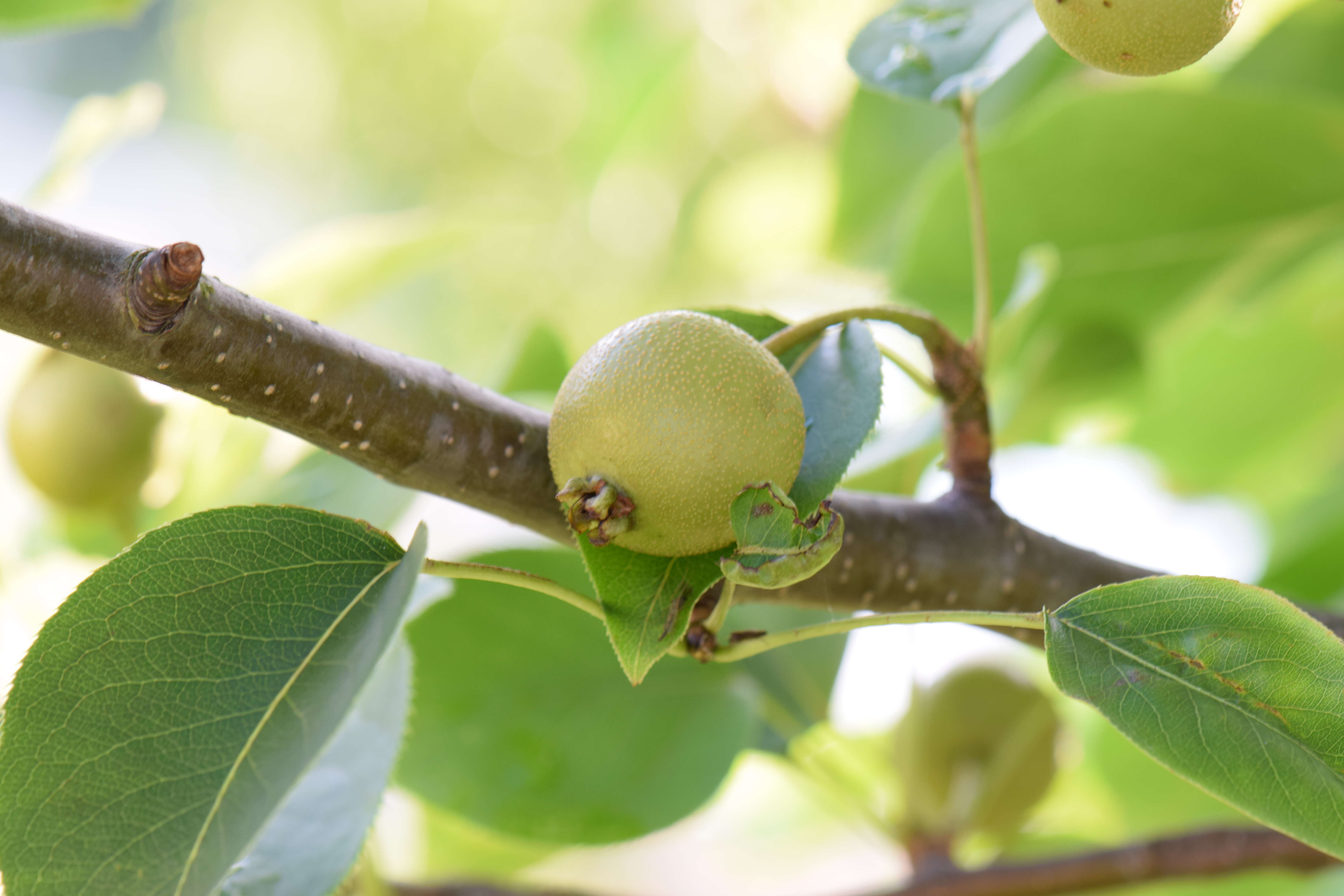 Plancia ëd Pyrus pyrifolia (Burm. fil.) Nakai