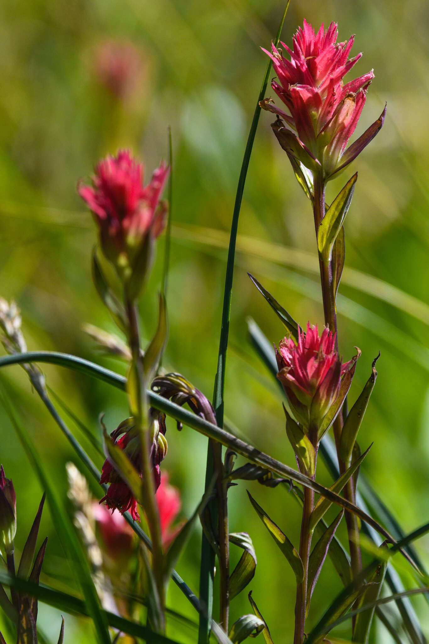 Image of giant red Indian paintbrush