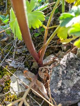 Image of Heracleum ligusticifolium Bieb.