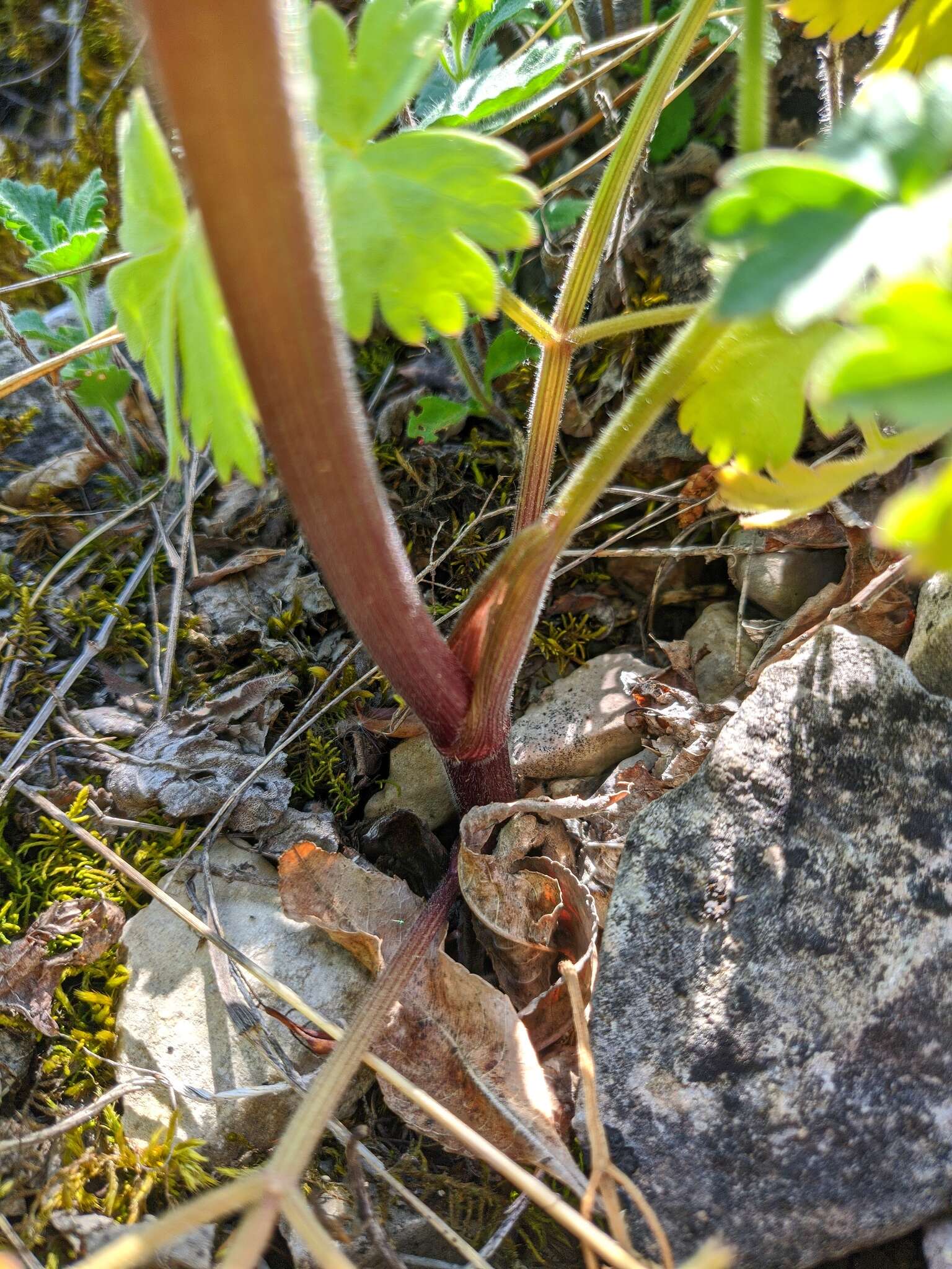 Image of Heracleum ligusticifolium Bieb.