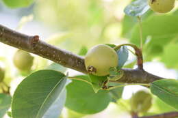 Image of Chinese pear