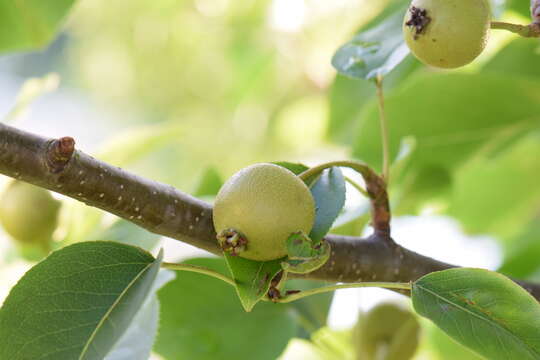 Image of Chinese pear