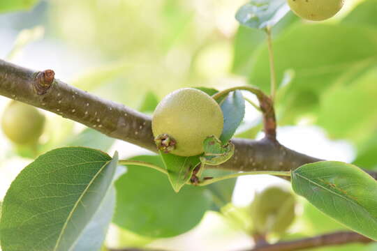 Image of Chinese pear